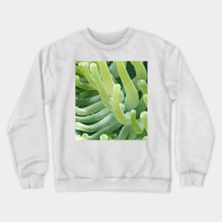 Shrimp on a Green Sea Anemone Crewneck Sweatshirt